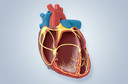 Saiba mais sobre as cardiopatias congênitas